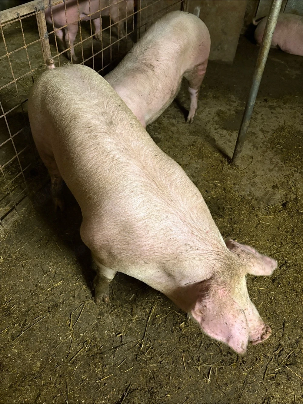 Porci de carne 100-160 kg 