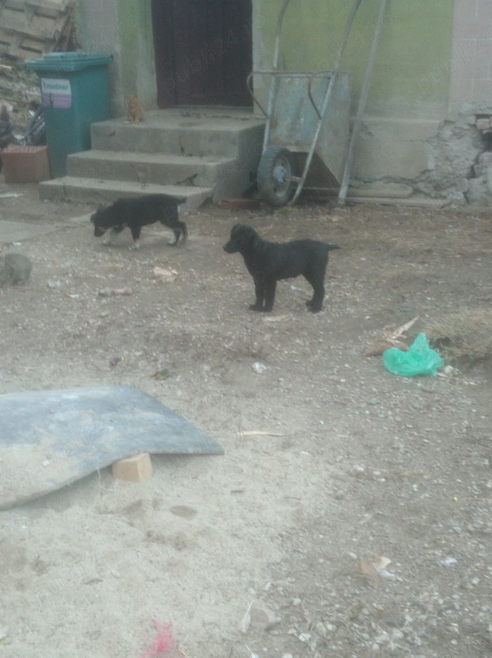 donez 2 pui de catel