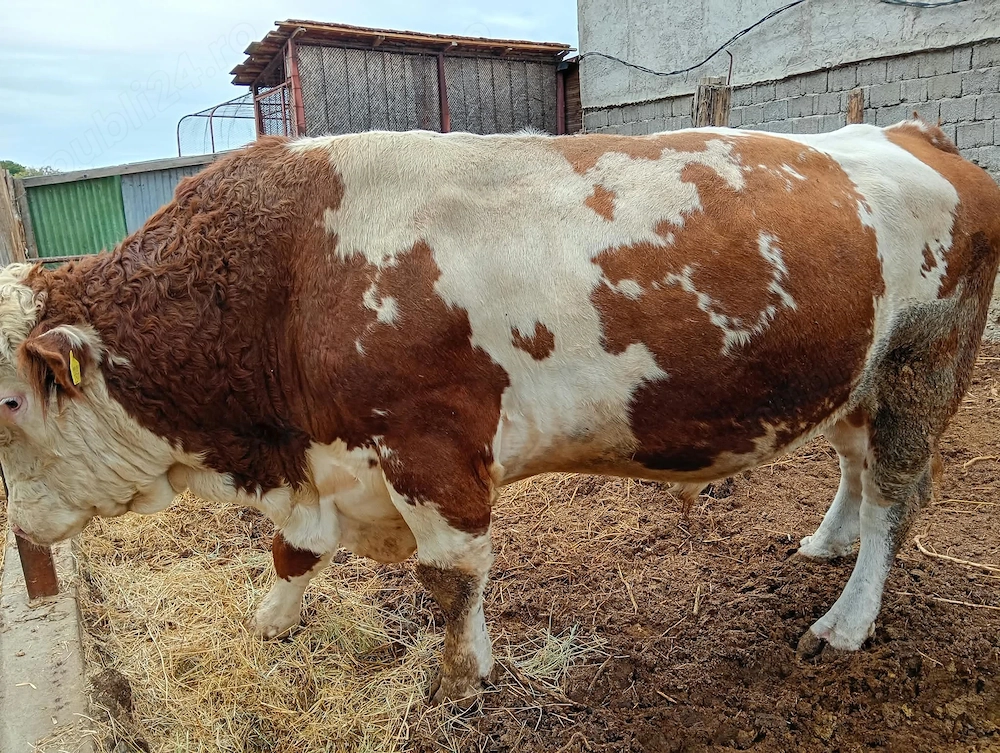 Taur bălțat simmental 