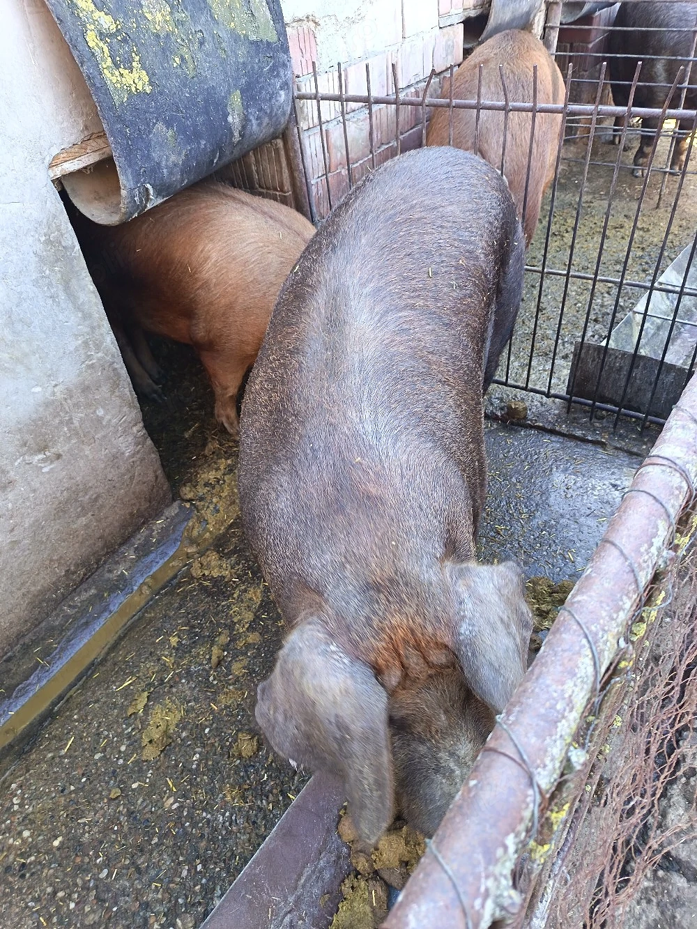 Porci de vânzare