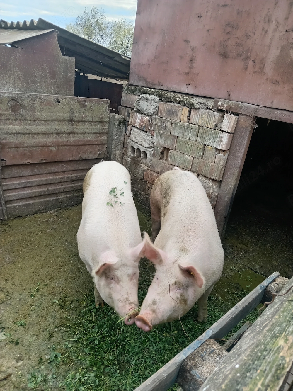 Vând 2 porci pentru Crăciun 