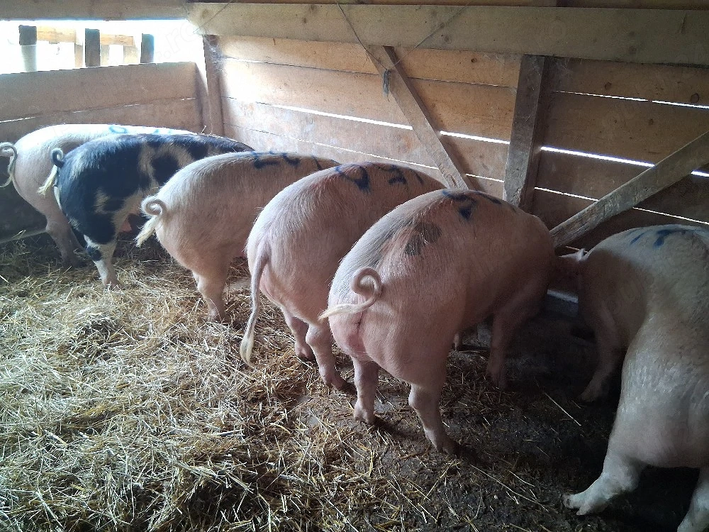 vând porci 110-160 kg