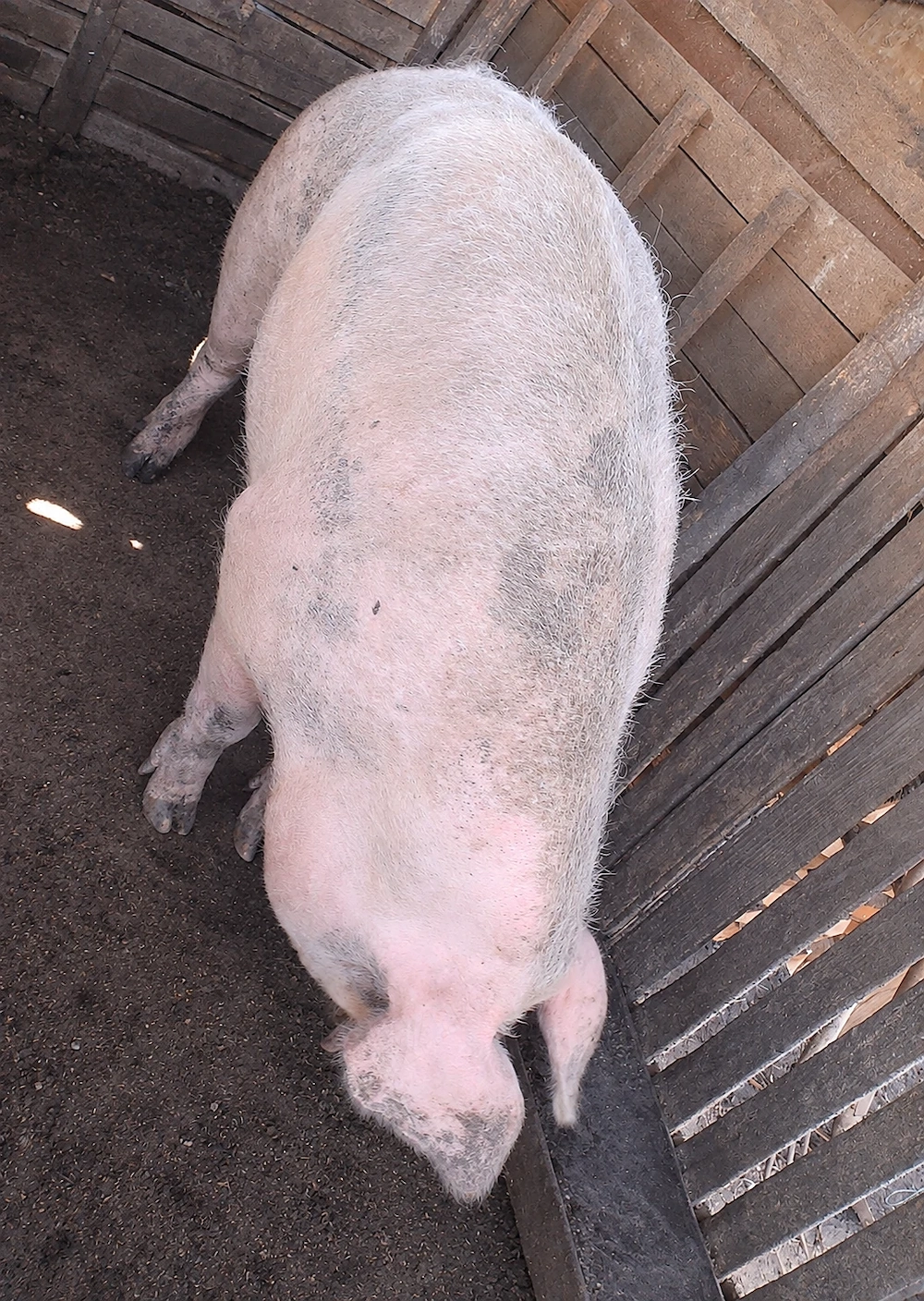 Porci de vânzare 