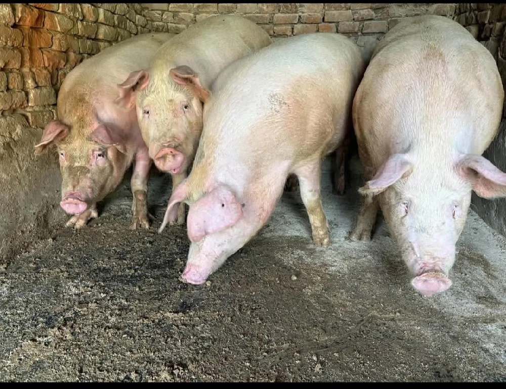 vand 4 porci rasa de carne 155-158-160-162 kg toti mascu 