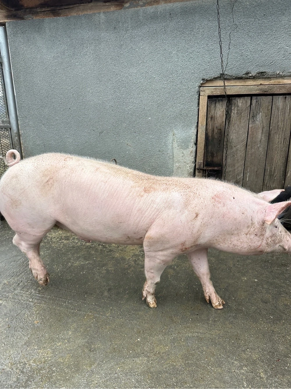 Porc de vânzare