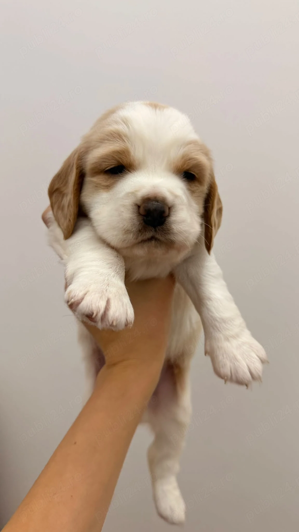 Pui beagle Lemon & White