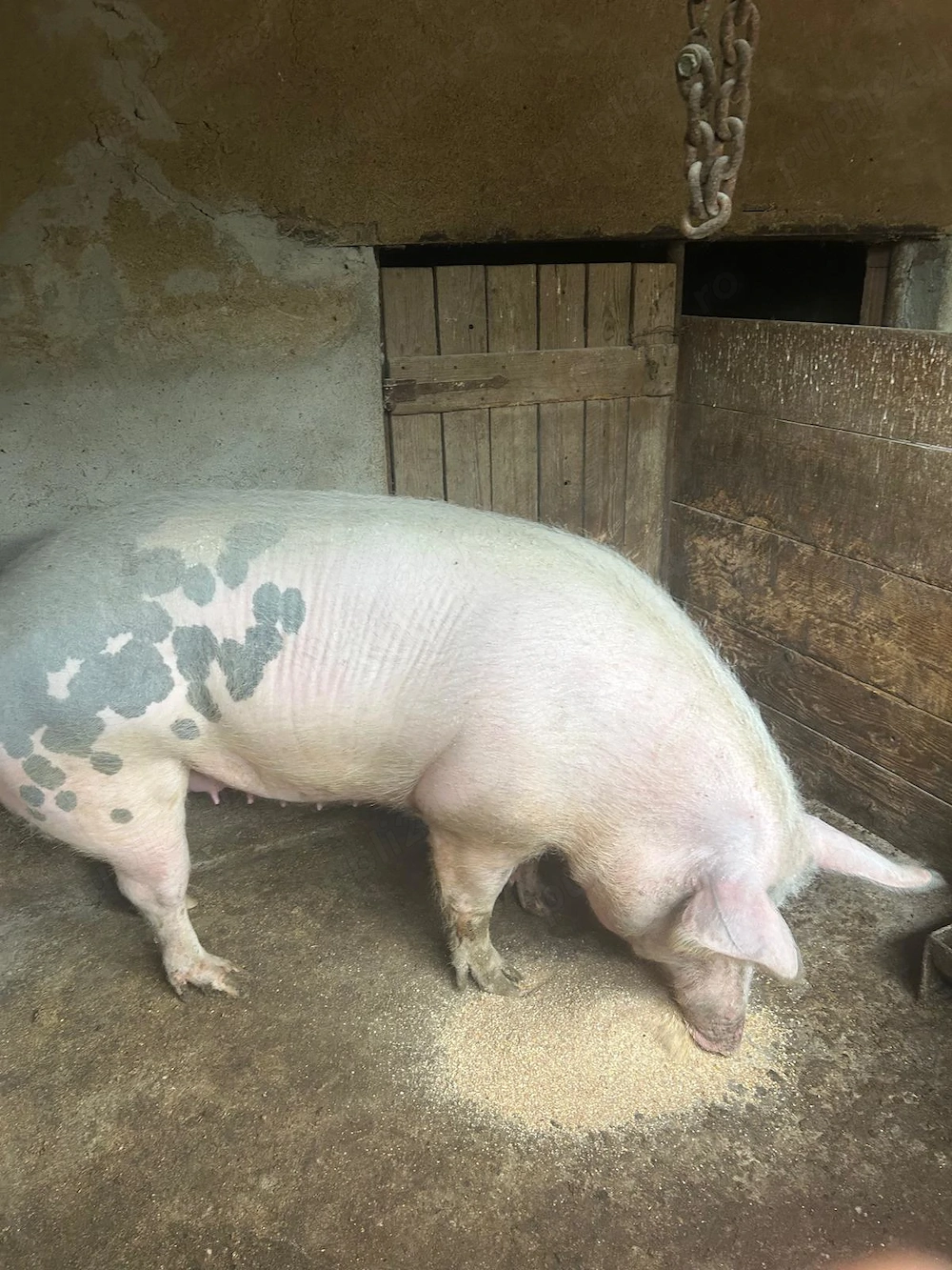 Vând porc gras 