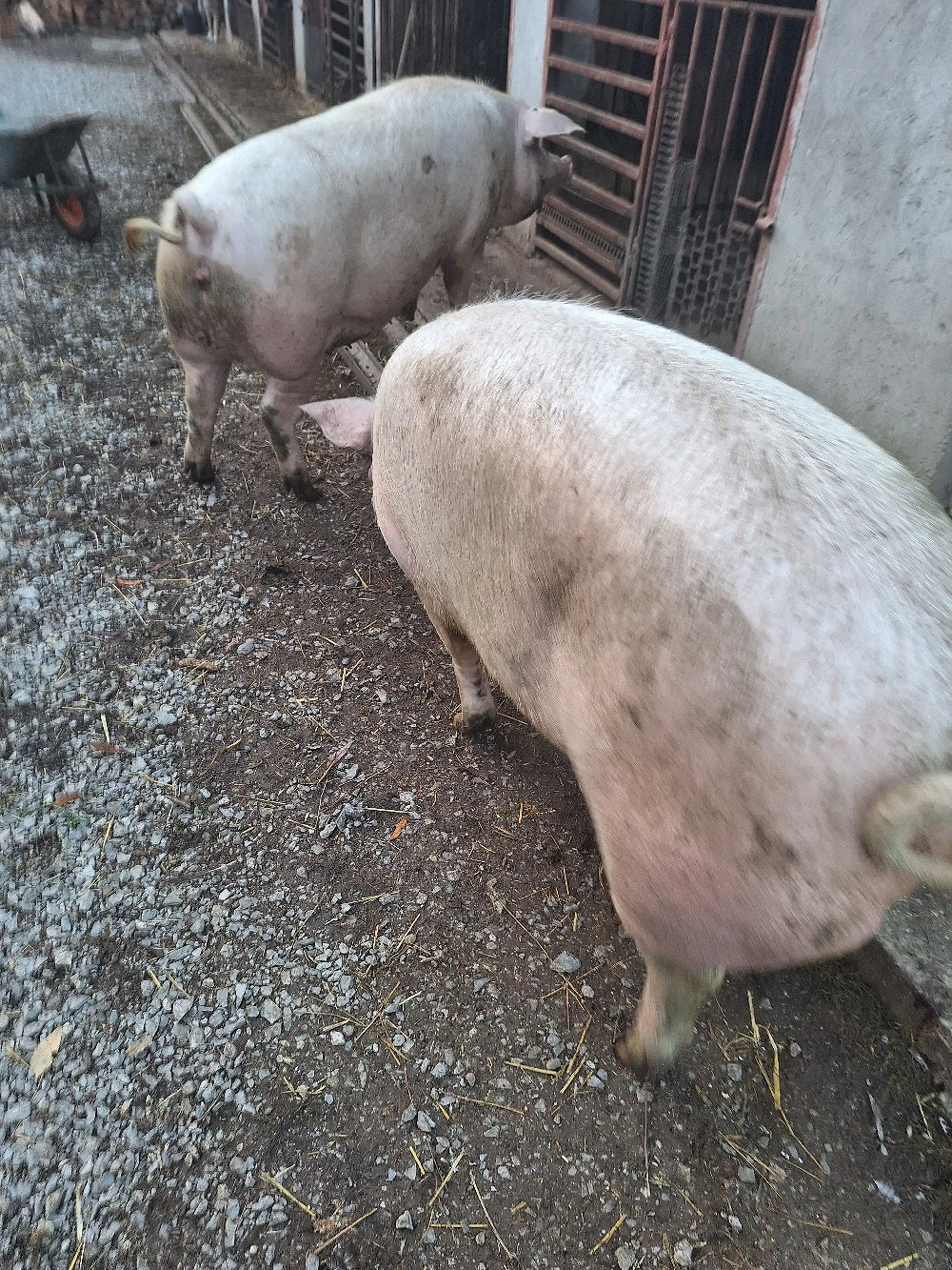 porc de vanzare