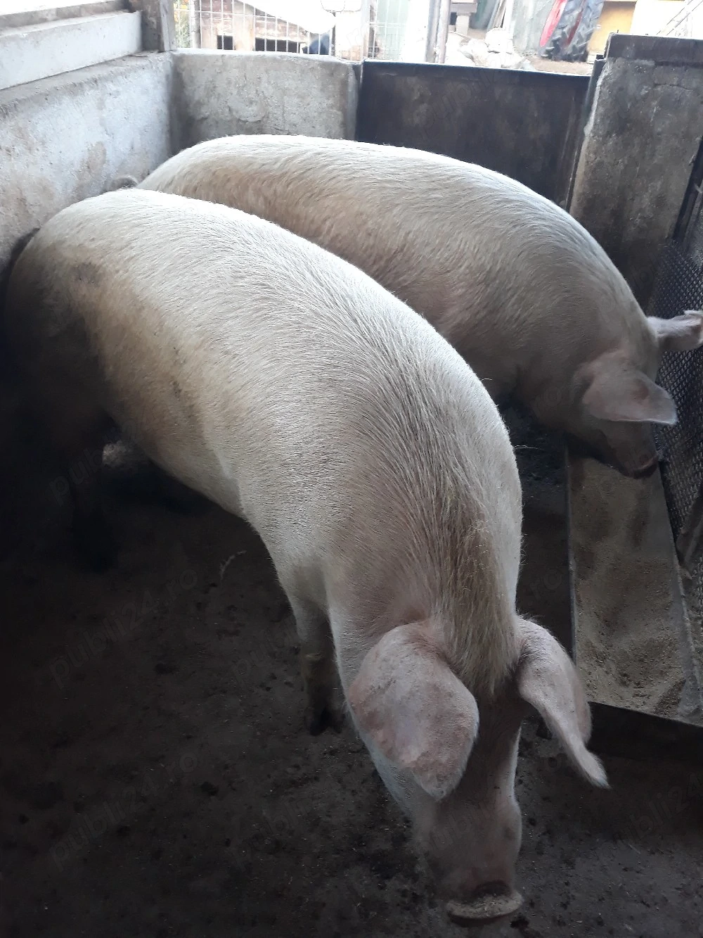 vand porc marele alb