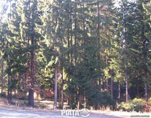 Vand padure maramures 3000 ha