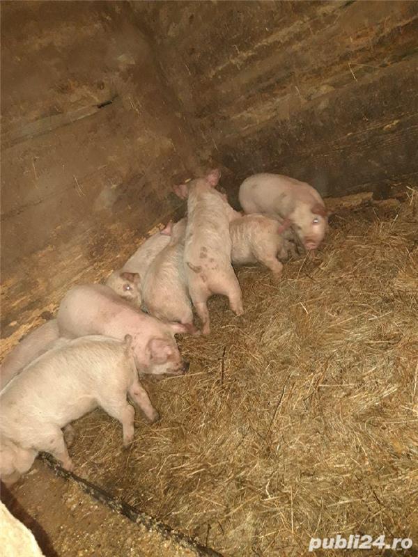 porci de vanzare