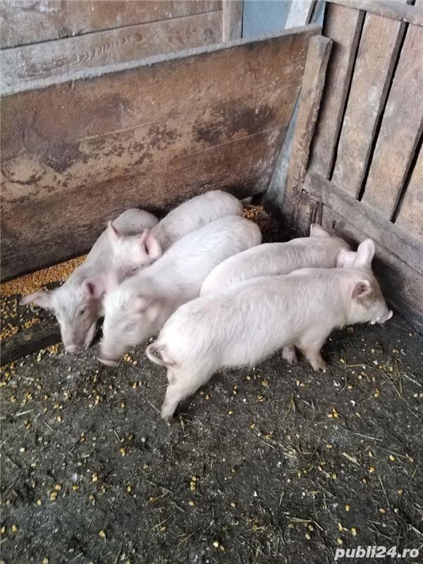 Vând 5 purcei