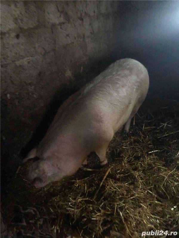 Vand porc