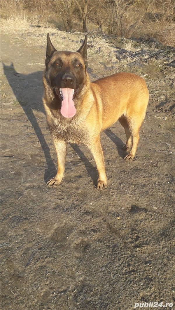 Ciobanesc belgian malinois pentru monta