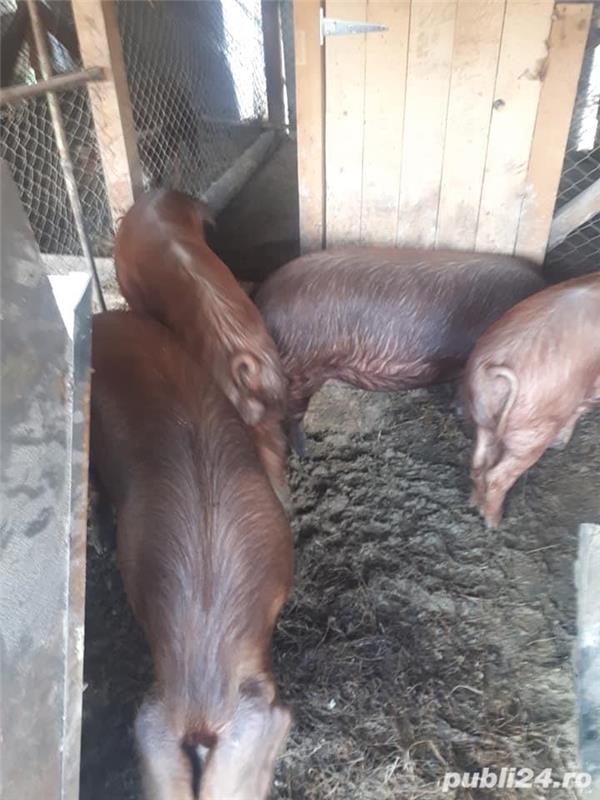 porci de vanzare