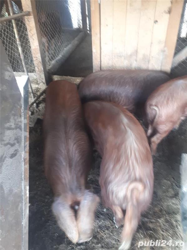 porci de vanzare