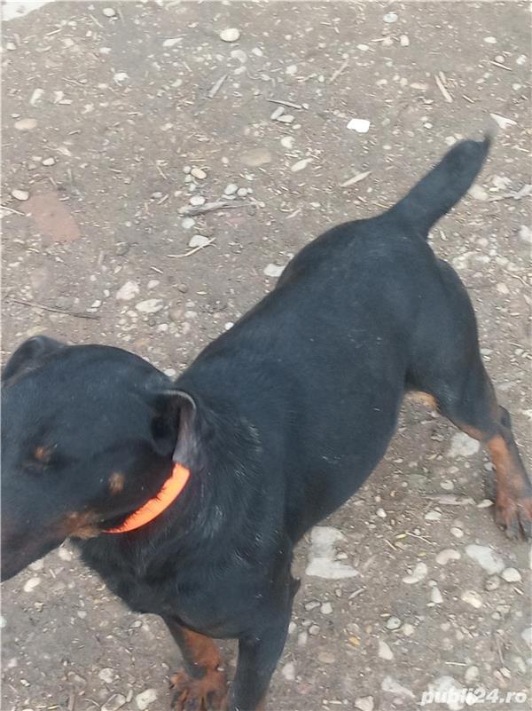 Câine de vînătoare jacterier