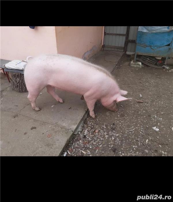 Vand porci
