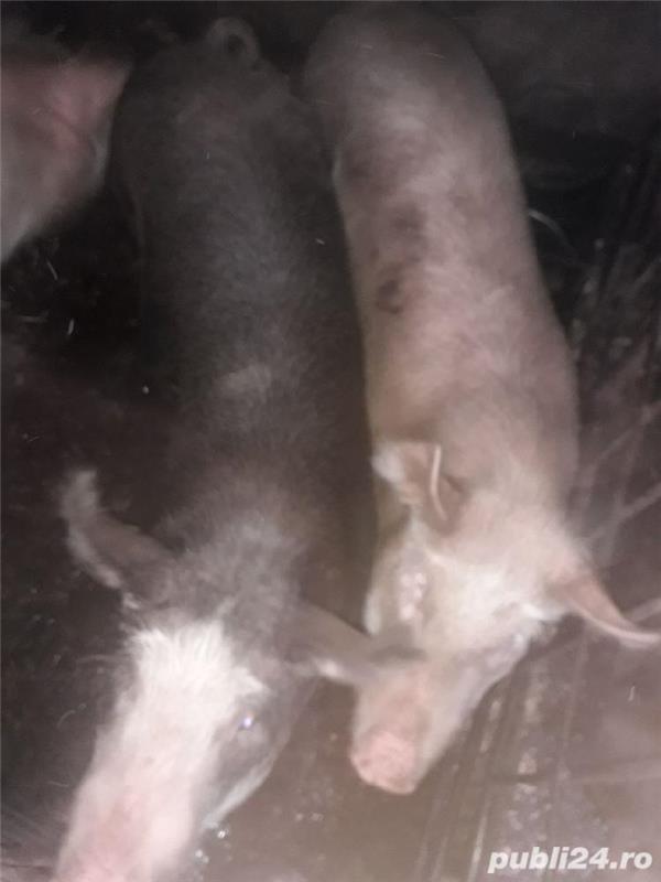 vand porc