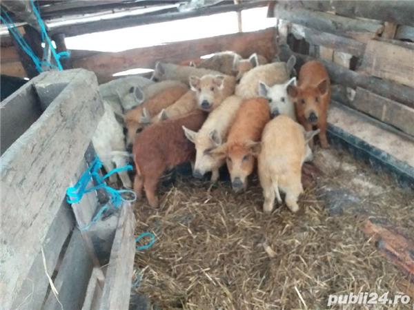 șoldani mangaliță la 35 45 de kg