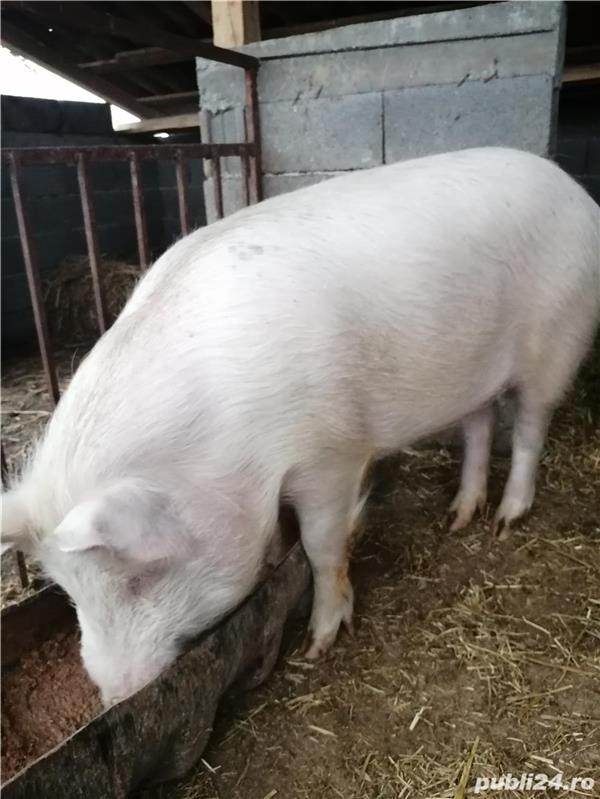 Porc de sacrificat