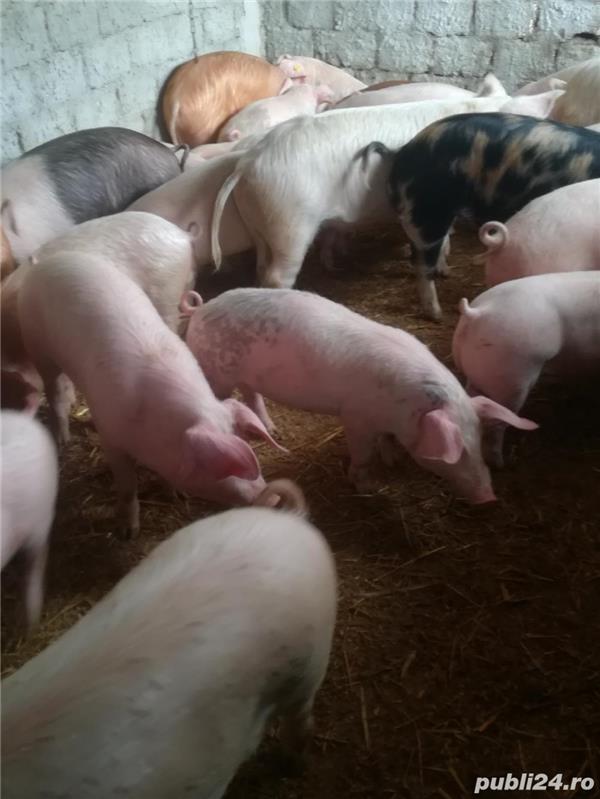 Vând grăsuni de carne