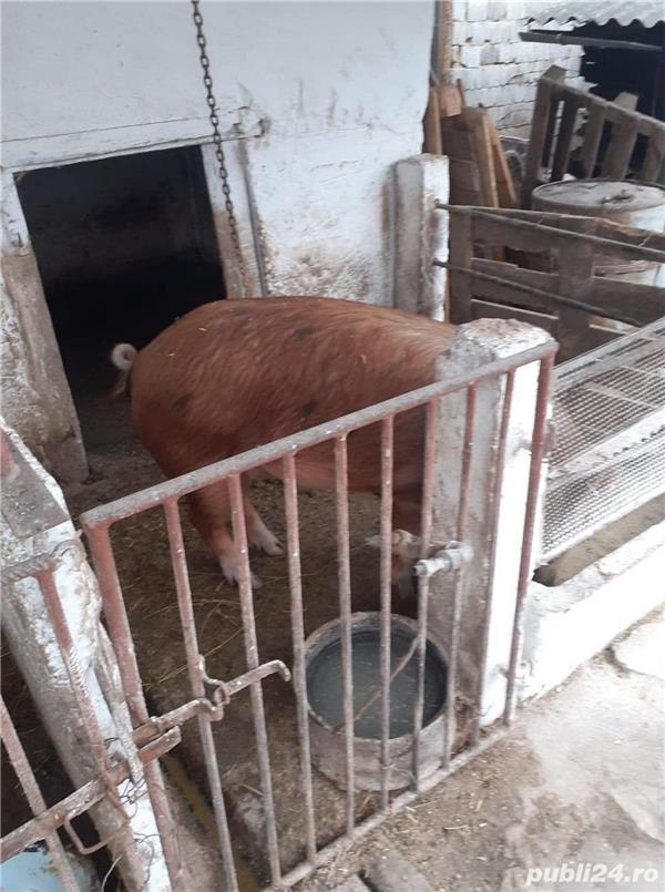 Vand porc 140 kg