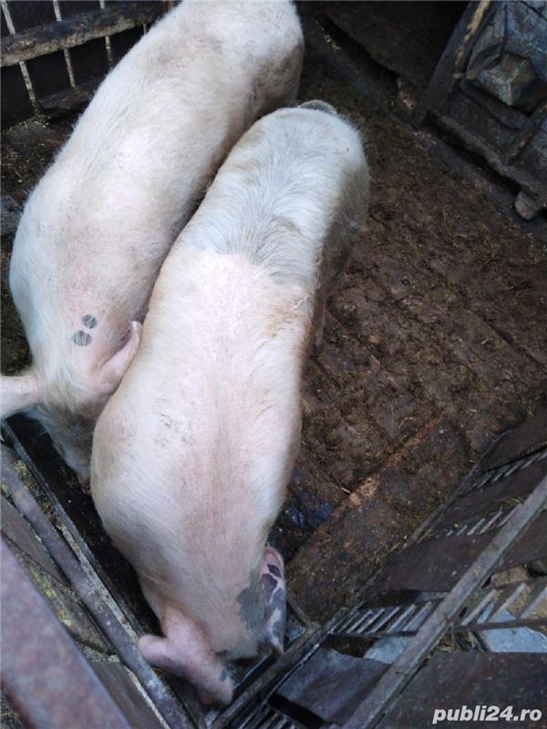 Vând porc de taiat