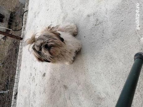 Câine shih-tzu