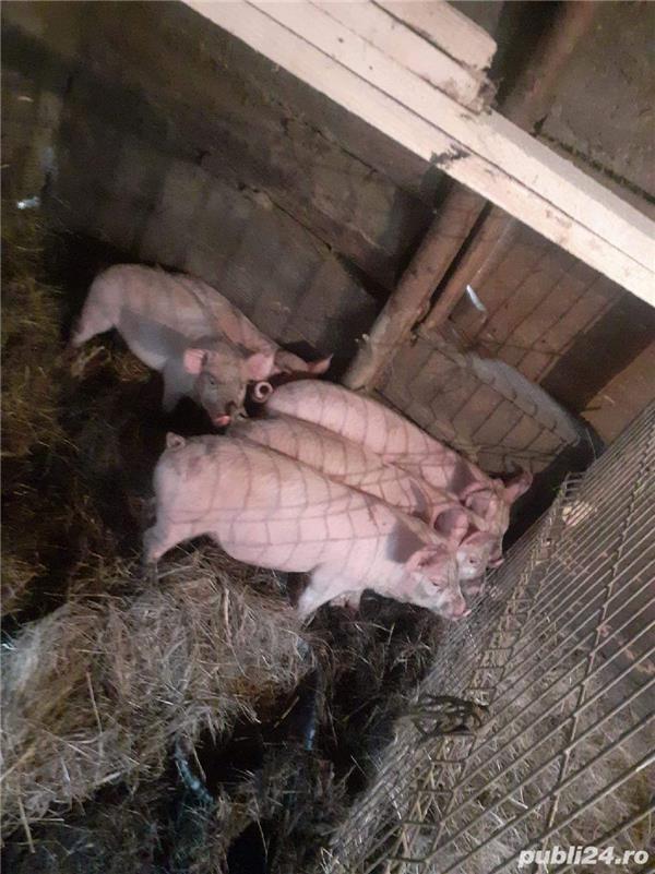 vand porci