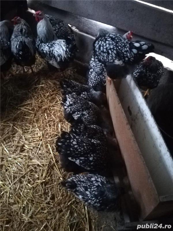 Vand cocosi Wiandotte si Araucana!