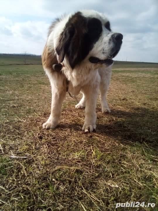 Vand caine de rasa Saint Bernard