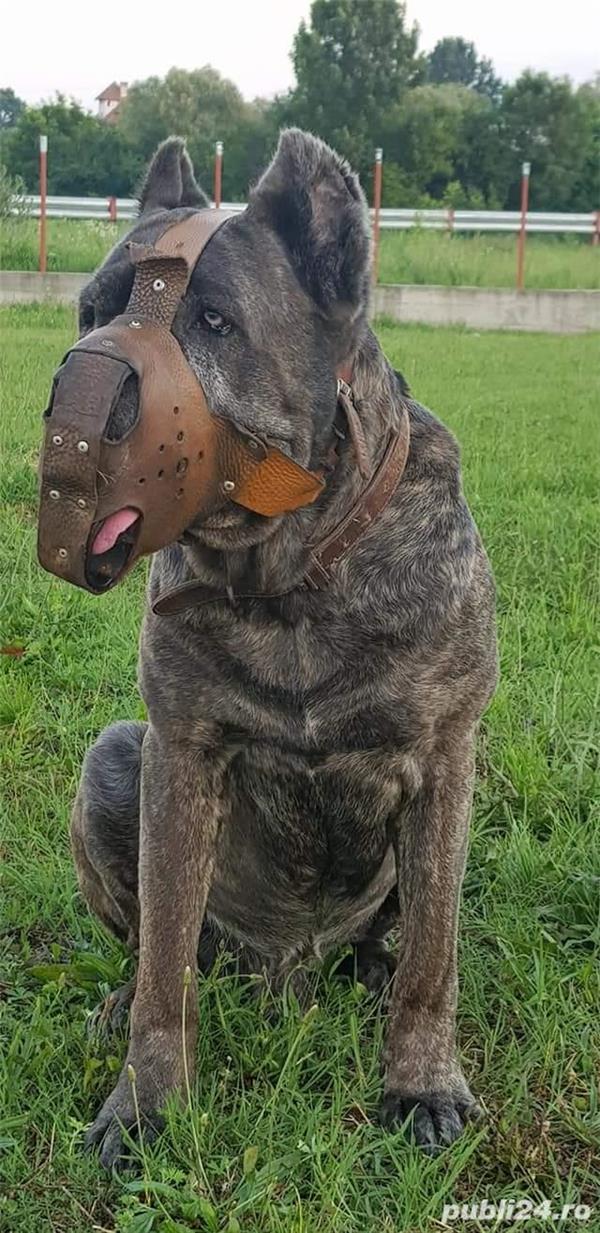 Vand mascul cane corso