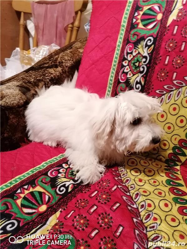 Vând bișon