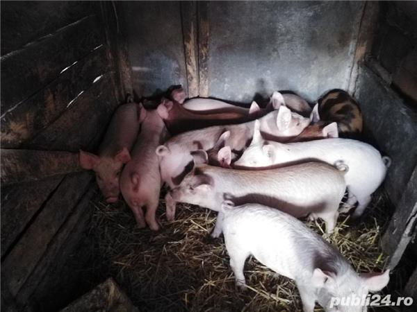 Vând 11 purcei