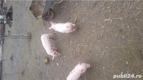 Doi masc și o femela