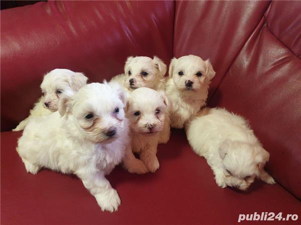 Bichon maltez