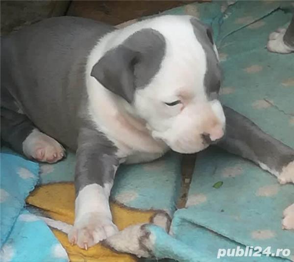 Pui de amstaff/amstaff blue (albastru,gri) Oradea Animale
