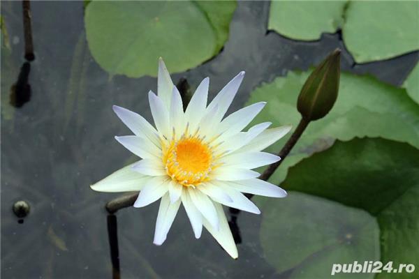 Lotus Roz Patru 4 tipuri seminte Lotus - roz, alb, albastru, roșu Iasi - Casa si ...