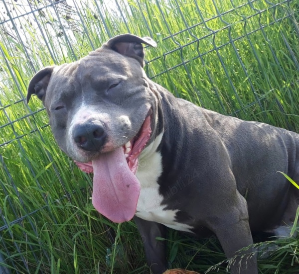 Amstaff Blue Brasov - Animale - Publi24.ro