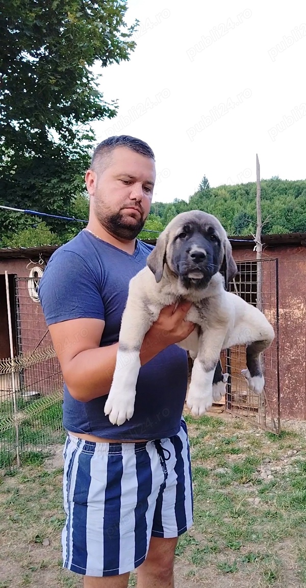 Kangal,Malakli Gura Humorului - Animale - Publi24.ro