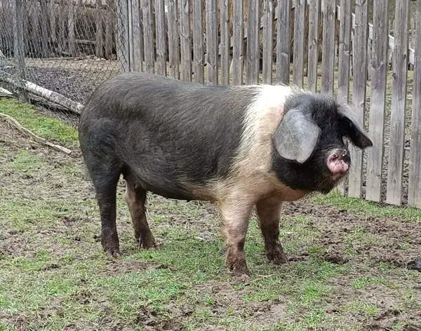Scroafa Vând scroafa bazna Deva - Animale