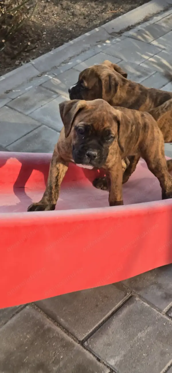 Vând căței rasa boxer Roman - Animale