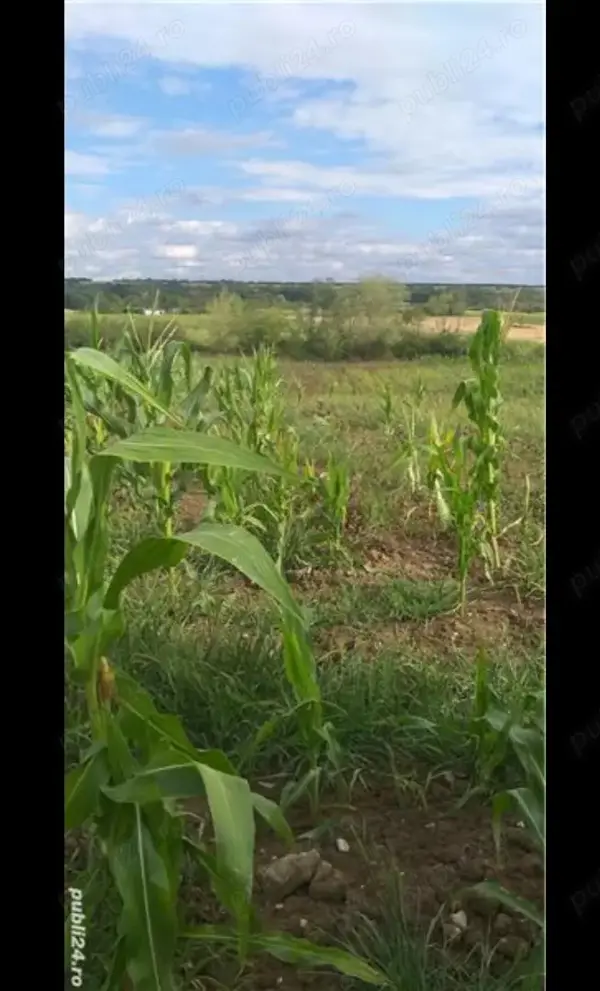 Teren intravilan Husasau de Tinca Bihor
