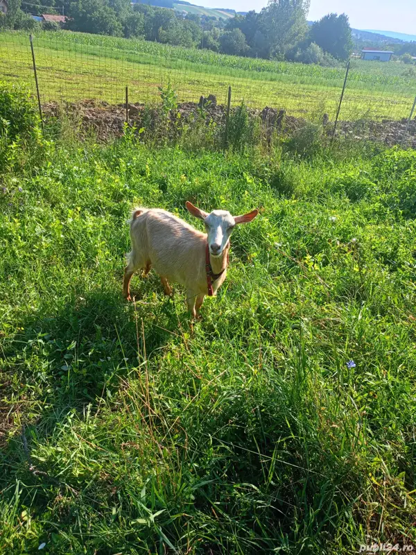 Vand capre Adancata - Animale