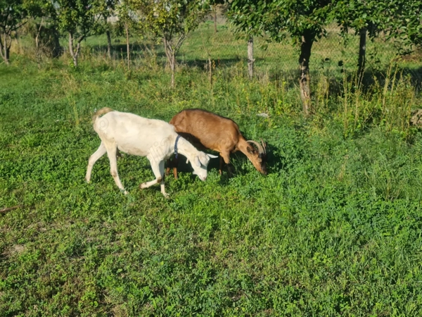 Capre saanen și alpine Moinesti - Casa si gradina