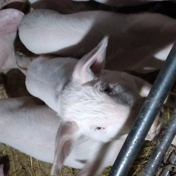 Purcei de vanzare Saelele - Animale