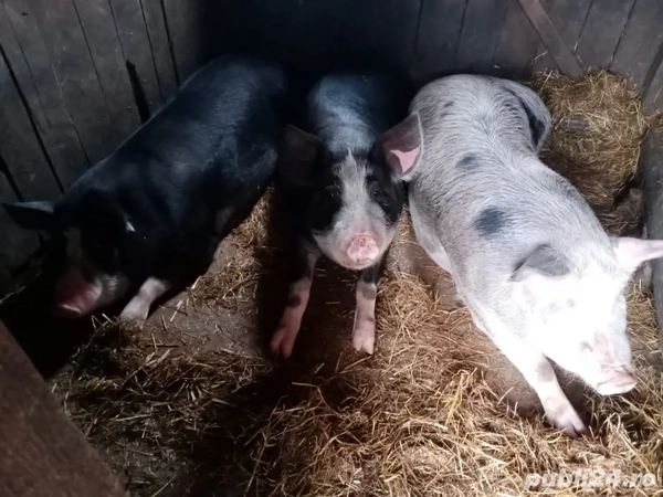 G Raksi Porci grasi Topa de Sus - Animale