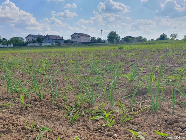 Teren intravilan 1000 mp, Moara Vlăsiei