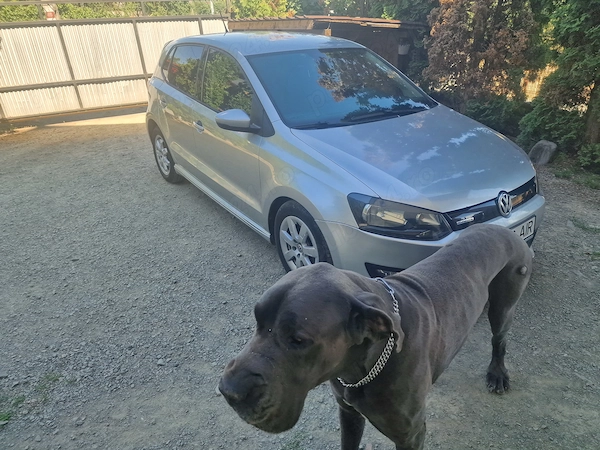 VOLKSWAGEN Polo